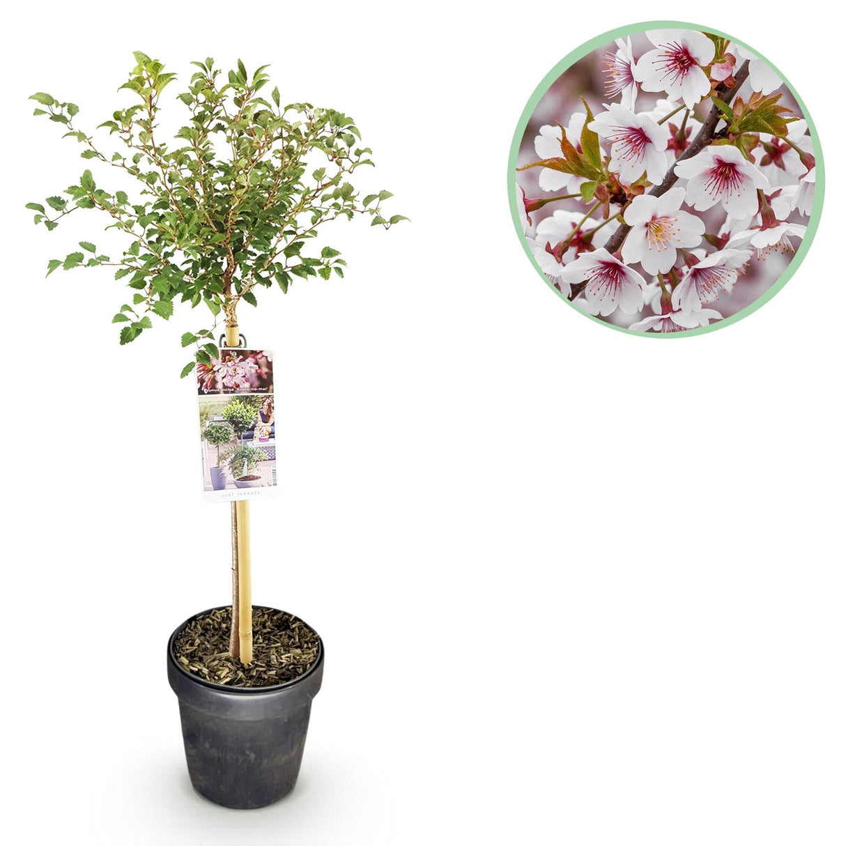 Livraison plante Prunus incisa Koujou - no - mai – Pot 19 cm – Hauteur 90 cm