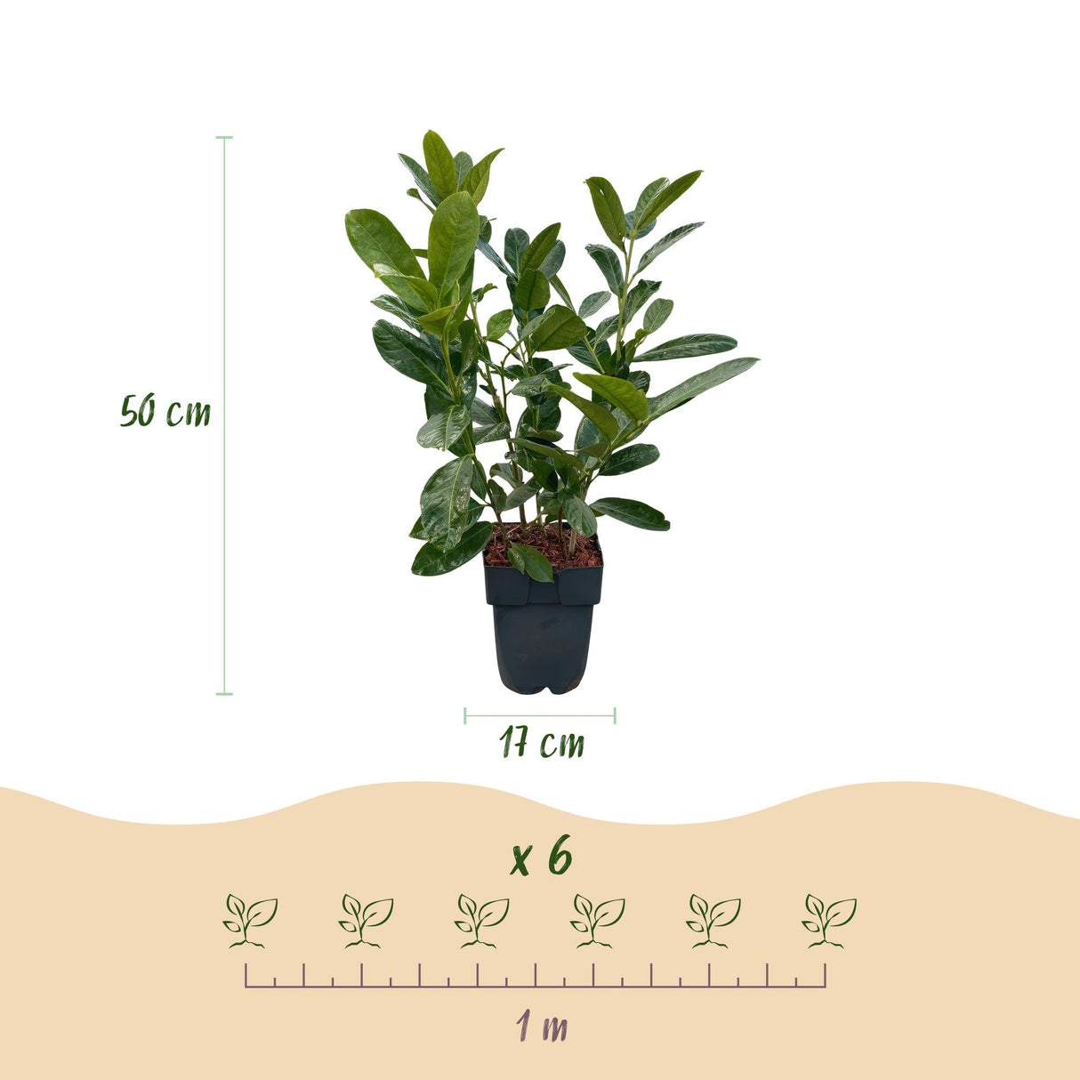 Livraison plante Prunus laurocerasus Rotundifolia – Lot de 6 – Hauteur 50 cm