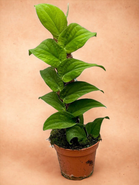 Livraison plante Rhaphidophora Korthalsii