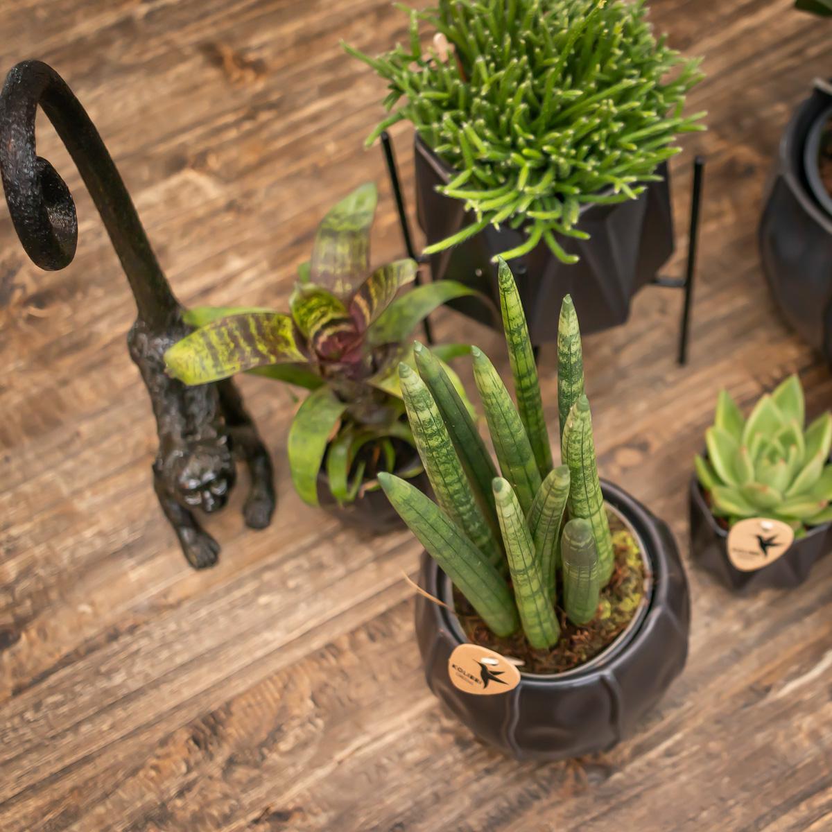 Livraison plante Rhipsalis Baccifera h15cm