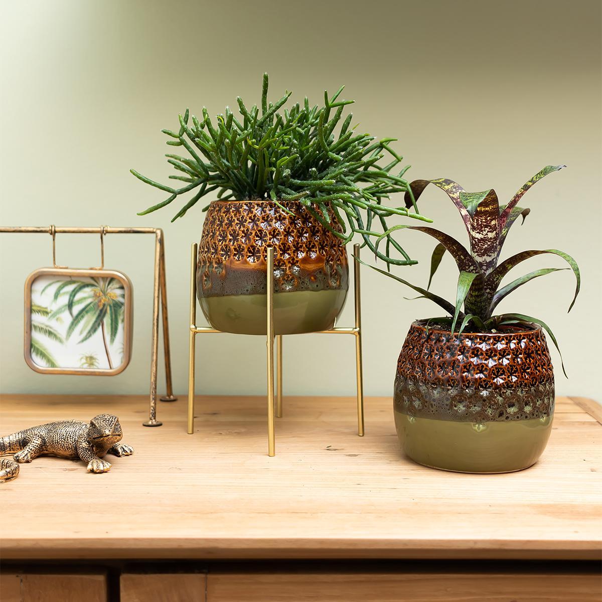 Livraison plante Rhipsalis Burchellii h10cm