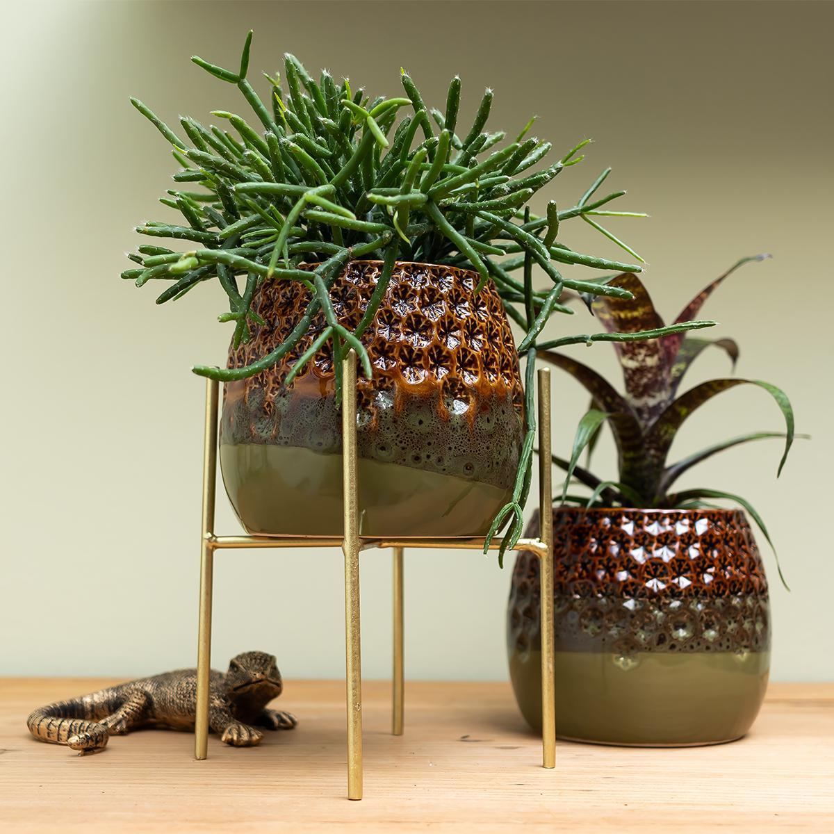 Livraison plante Rhipsalis Burchellii h15cm