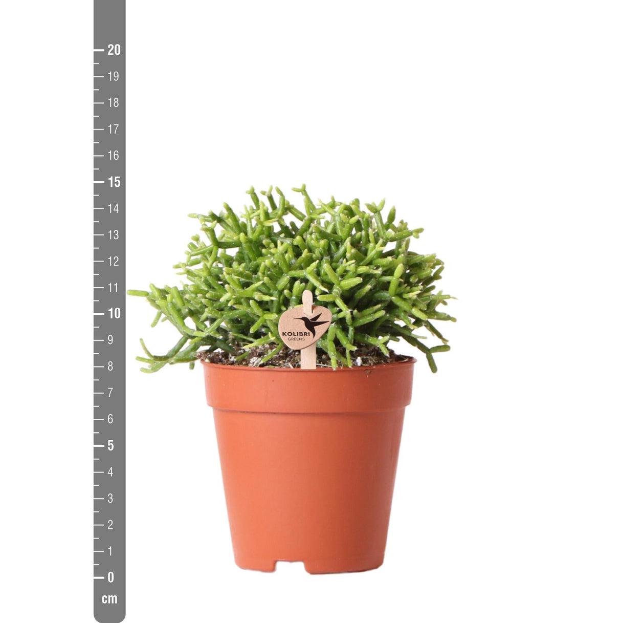 Livraison plante Rhipsalis Cereuscala Gold h15cm