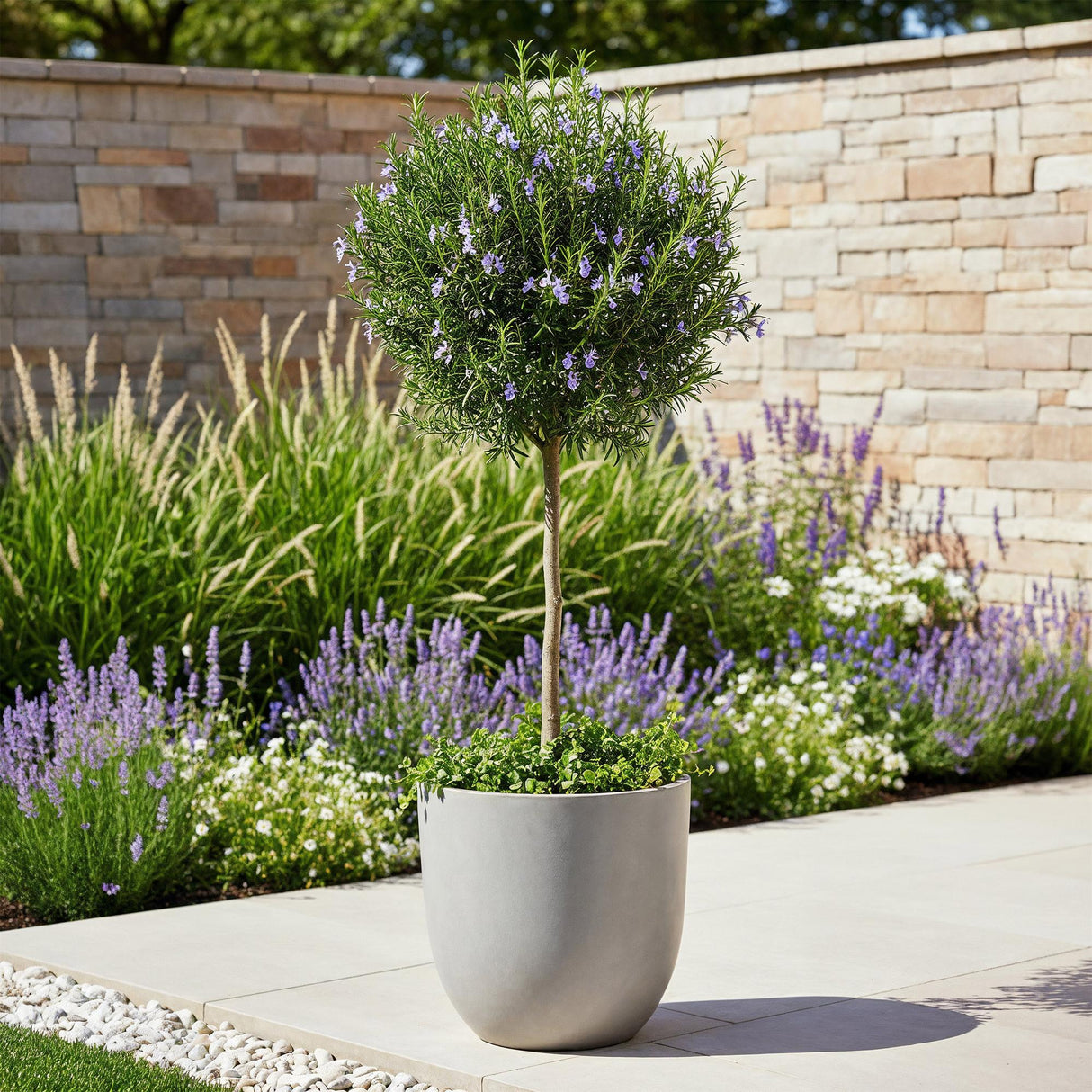 Livraison plante Romarin officinalis – Lot de 1 – Pot 19 cm – Hauteur 90 cm