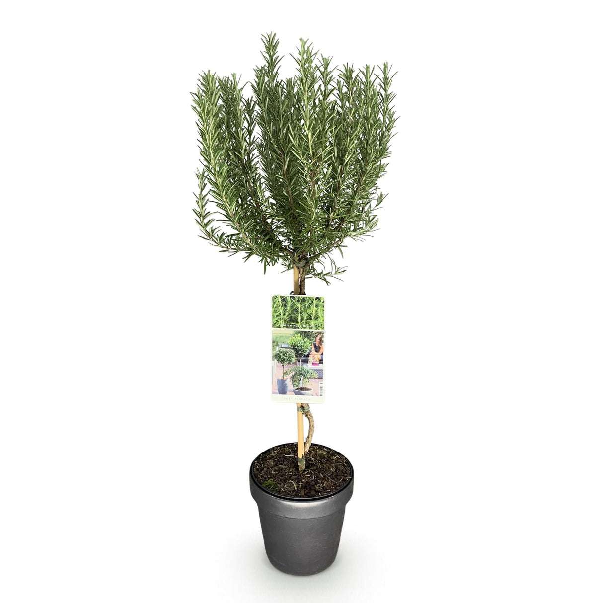Livraison plante Romarin officinalis – Lot de 1 – Pot 19 cm – Hauteur 90 cm