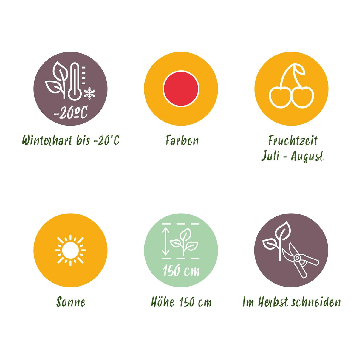 Livraison plante Ronce du Japon Rubus phoenicolasius – Lot de 3 – Pot 9 cm