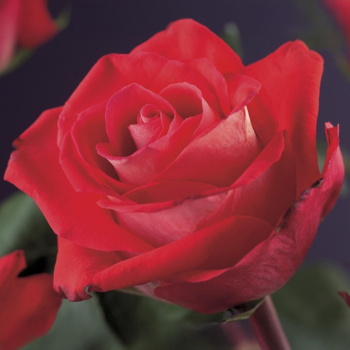Livraison plante Rose grimpante Red Climber – Lot de 2 – Hauteur 40 cm