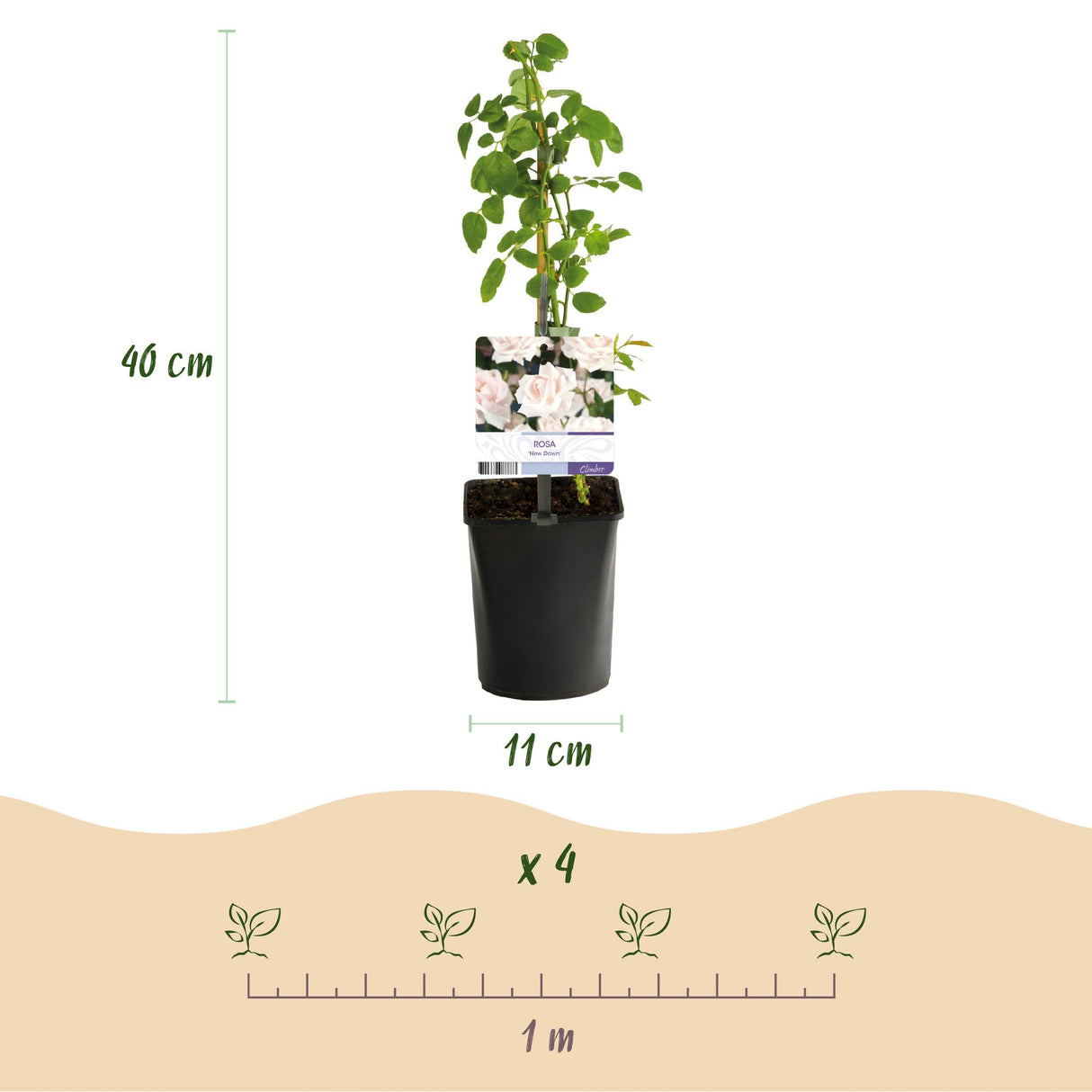 Livraison plante Rosier New Dawn – Lot de 2 – Pot 11 cm – Hauteur 40 cm