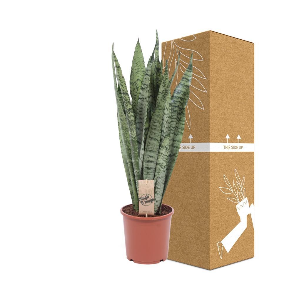 Livraison plante Sansevieria Zeylanica