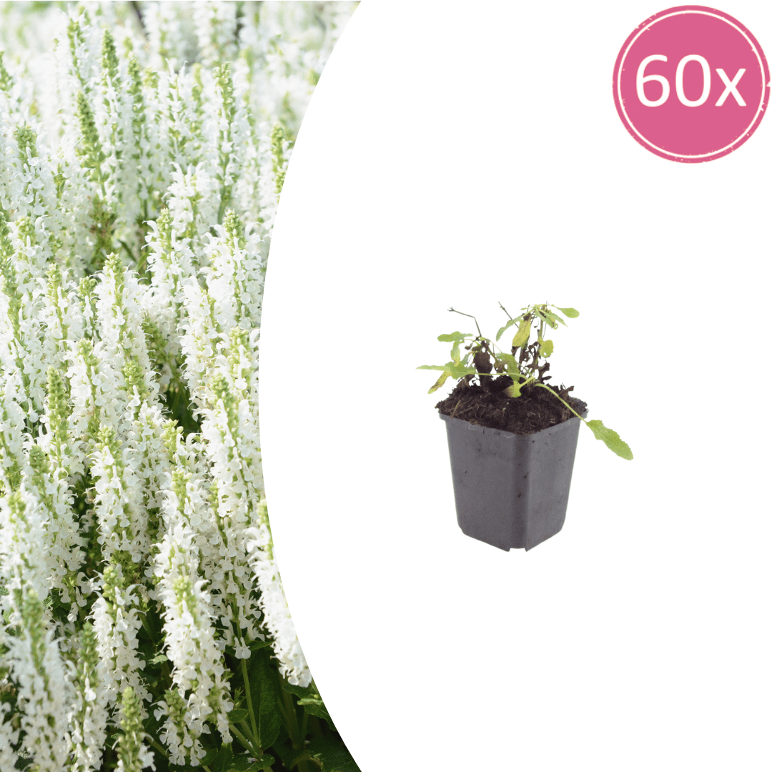 Livraison plante Sauge des bois