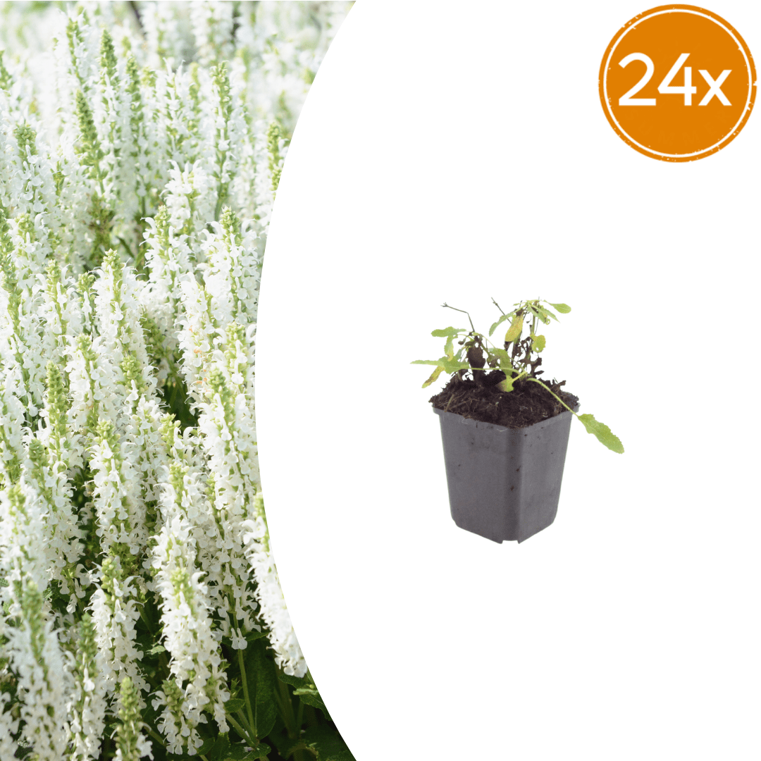 Livraison plante Sauge des bois