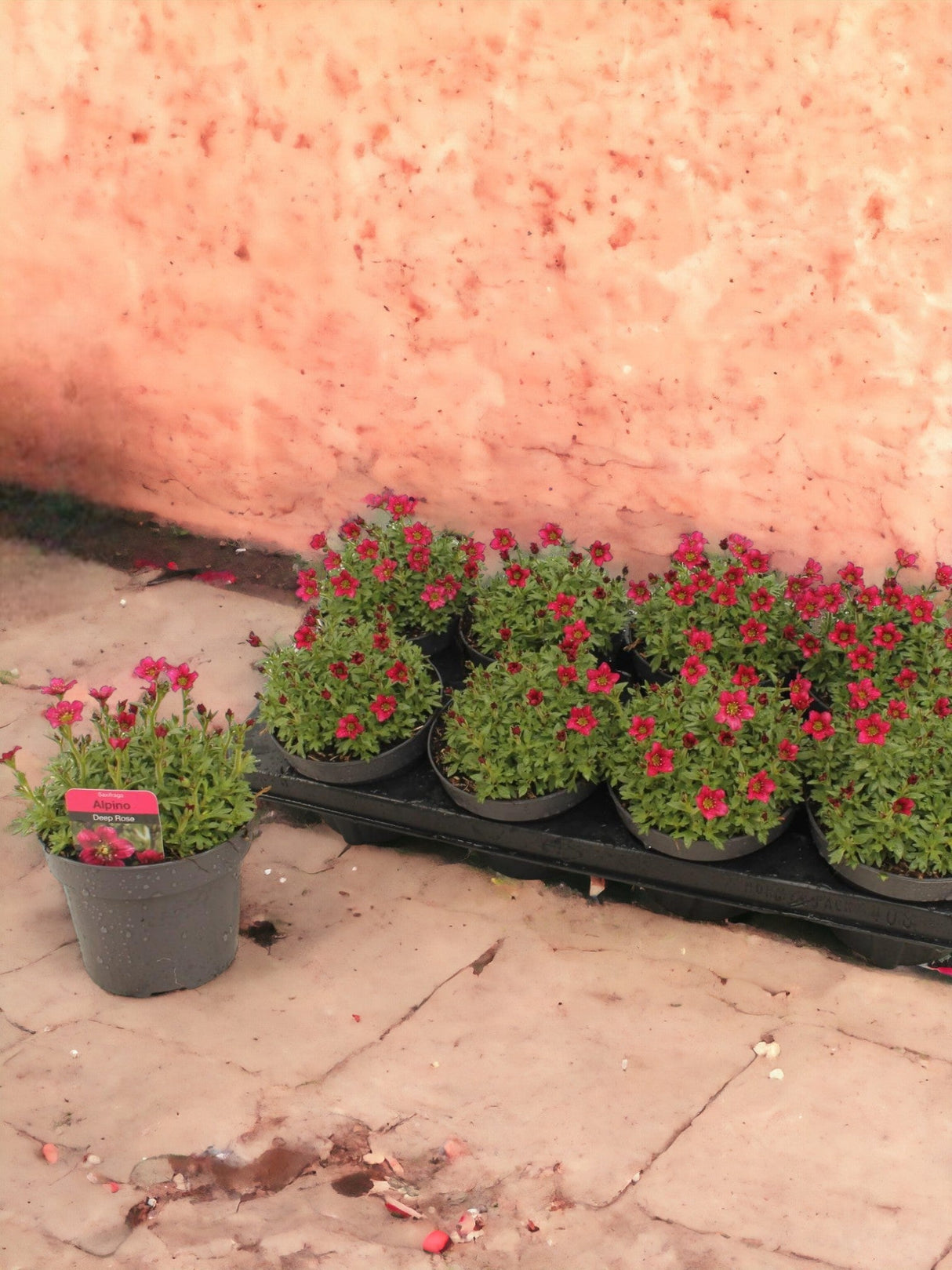 Livraison plante Saxifrage Alpin Rose - d13cm h15cm