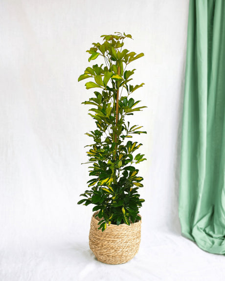 Livraison plante Schefflera Gold Capella