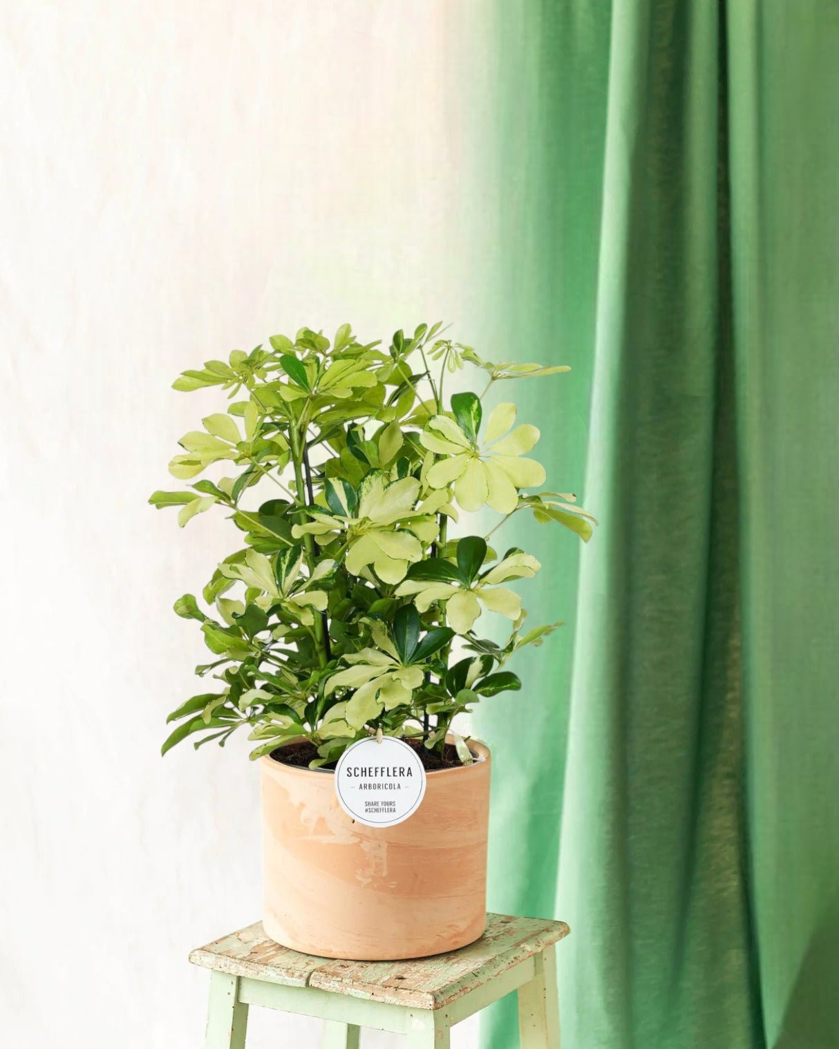 Livraison plante Schefflera Melanie