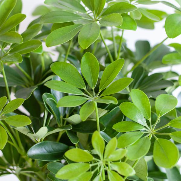 Livraison plante Schefflera Nora et son pot