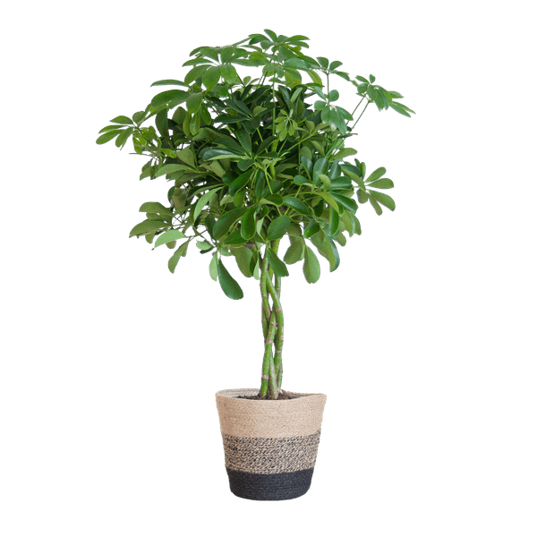 Livraison plante Schefflera Nora et son pot