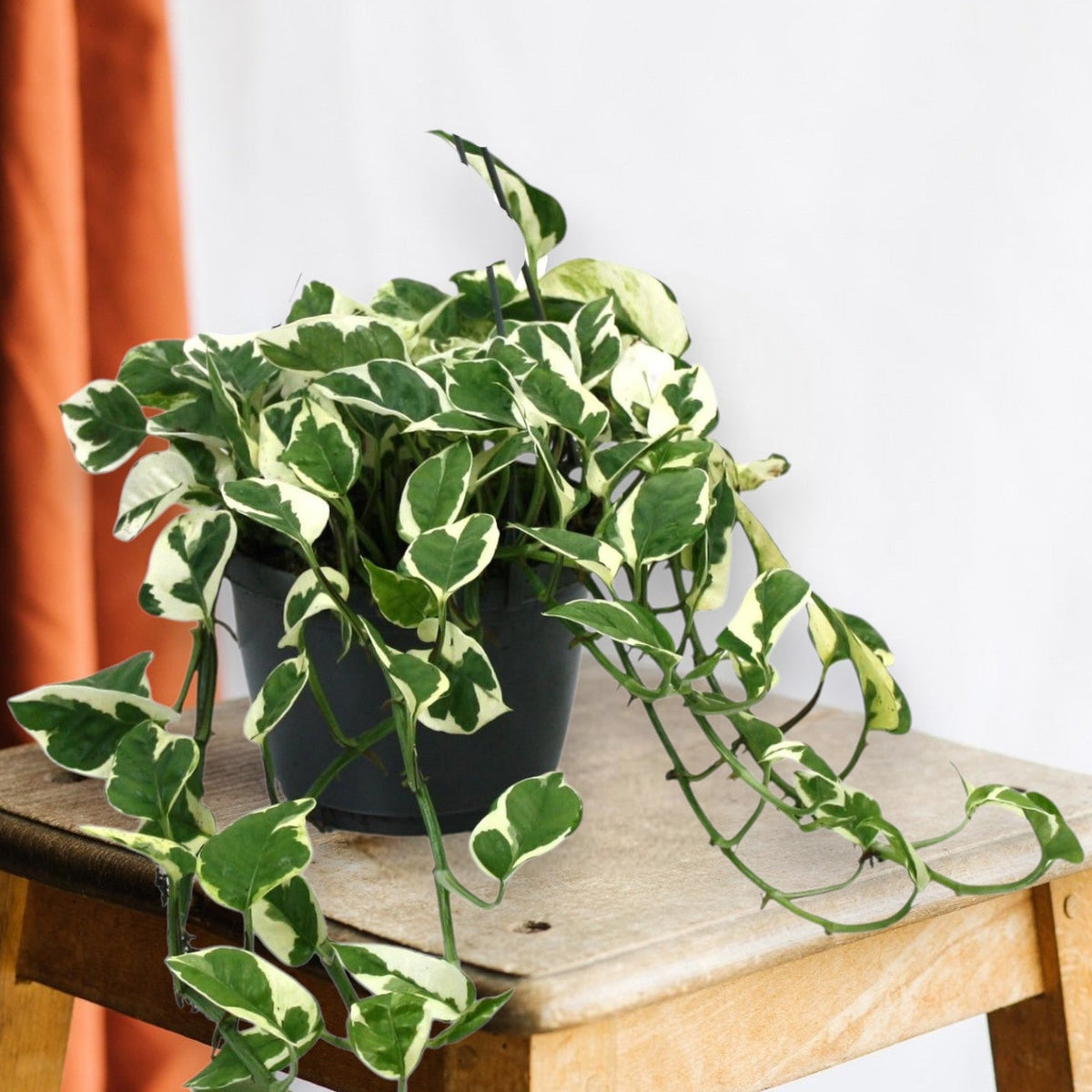 Zimmerpflanze Scindapsus N'Joy Hang