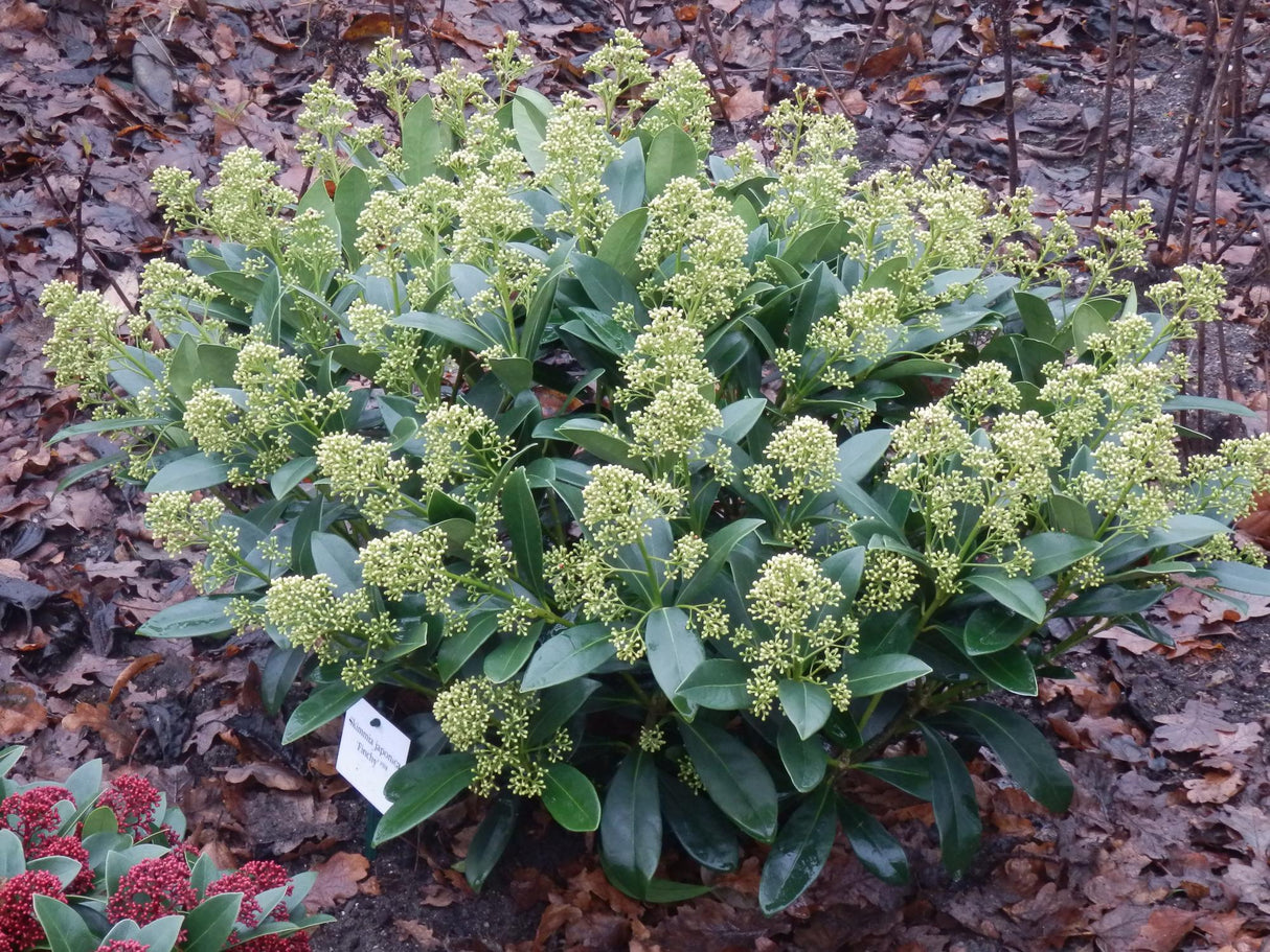Livraison plante Skimmia japonica Finchy – Lot de 3 – Pot 10,5 cm