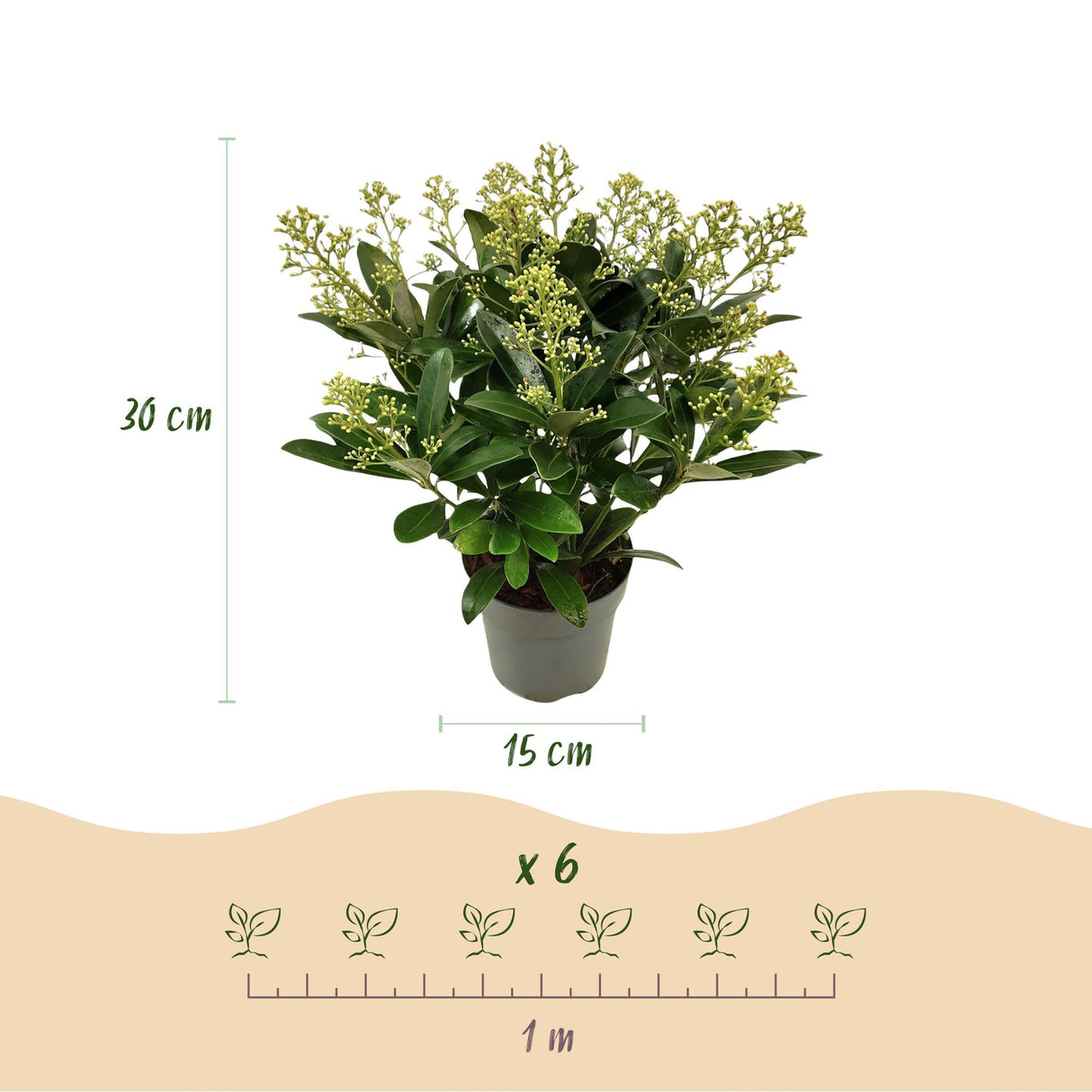 Livraison plante Skimmia japonica Finchy – Lot de 3 – Pot 15cm – Hauteur30cm