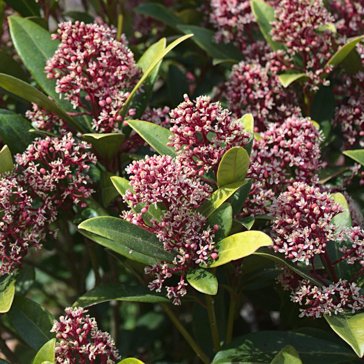 Livraison plante Skimmia japonica Rubella – Lot de 2 – Pot 10,5 cm