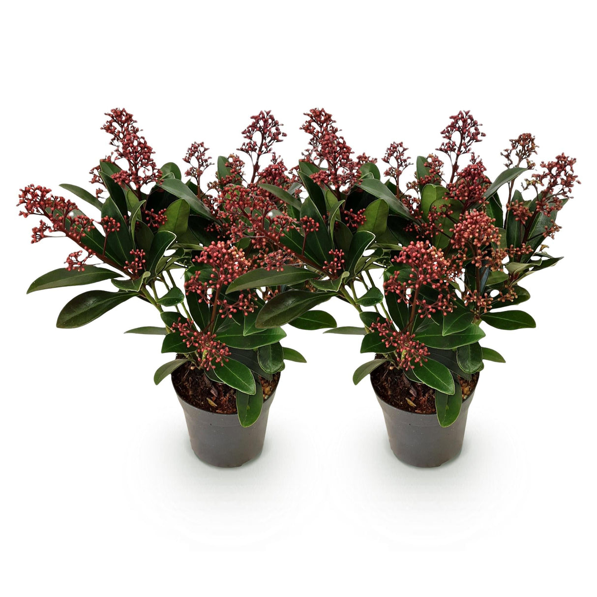 Livraison plante Skimmia japonica Rubella – Lot de 2 – Pot 10,5 cm
