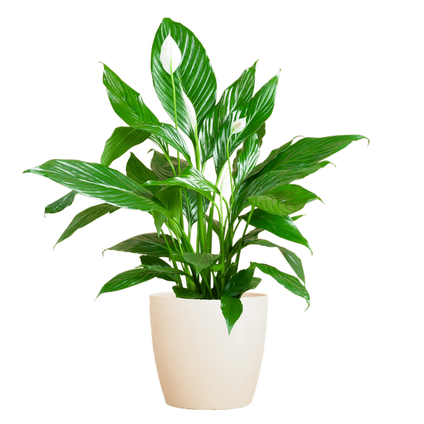 Livraison plante Spathiphyllum et son pot