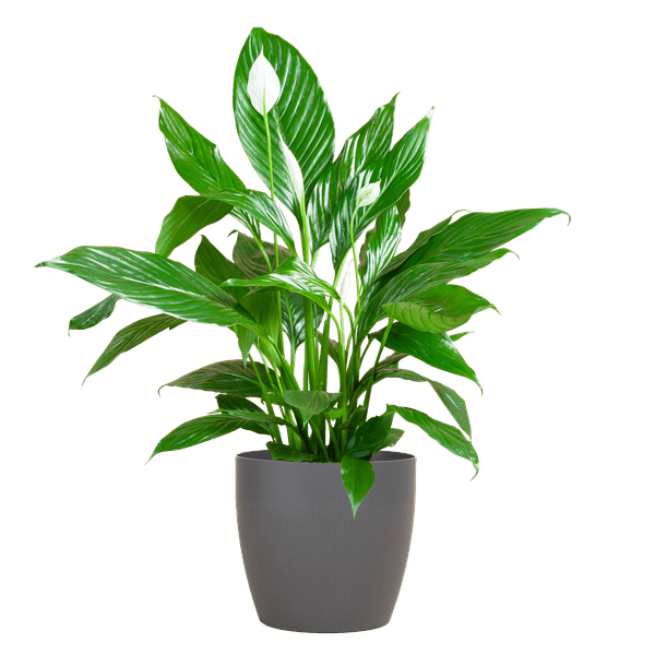 Livraison plante Spathiphyllum et son pot