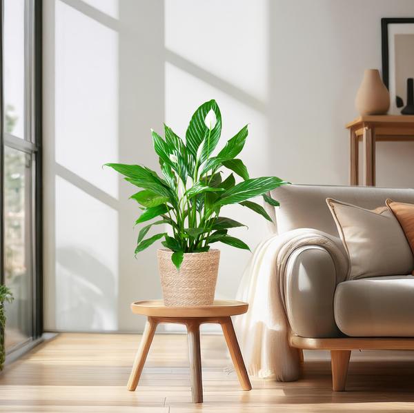 Livraison plante Spathiphyllum et son pot