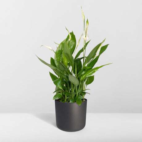 Livraison plante Spathiphyllum h45cm