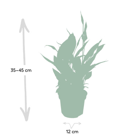 Livraison plante Spathiphyllum h45cm
