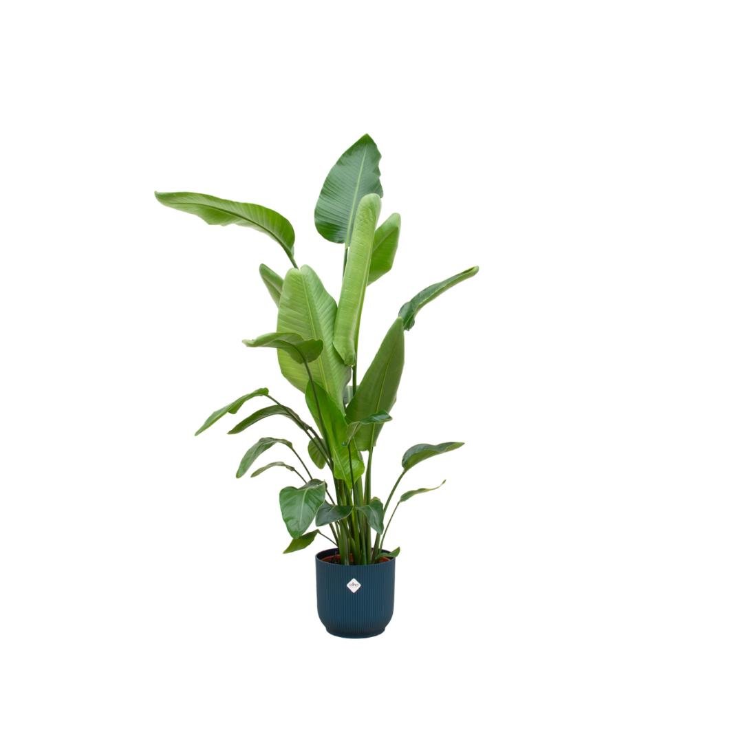 Livraison plante Strelitzia Nicolai 160cm et son pot