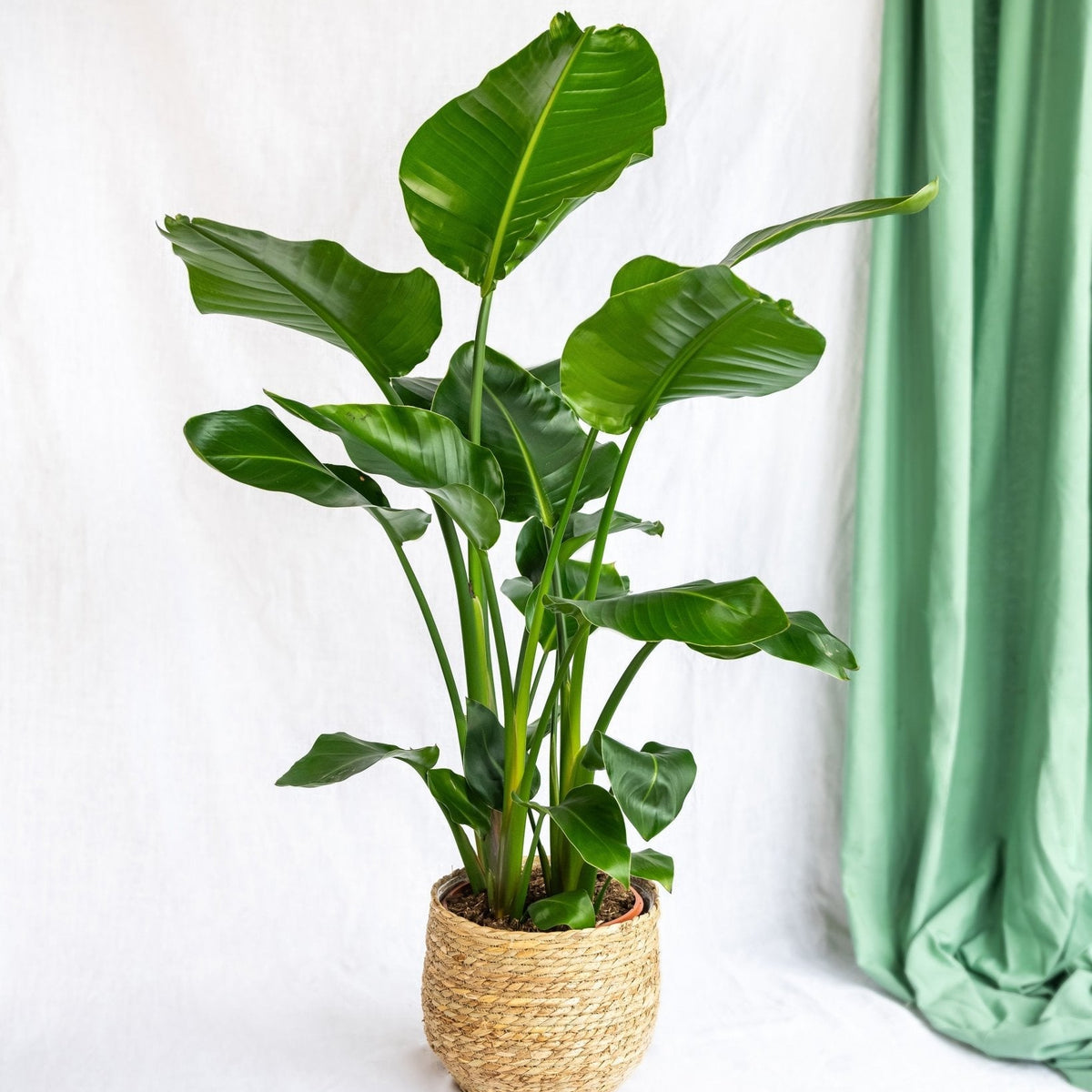 Strelitzia Nicolai – Exotische Eleganz für Ihr Interieur