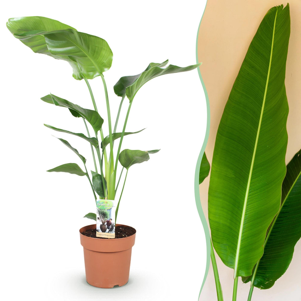 Livraison plante Strelitzia Nicolai