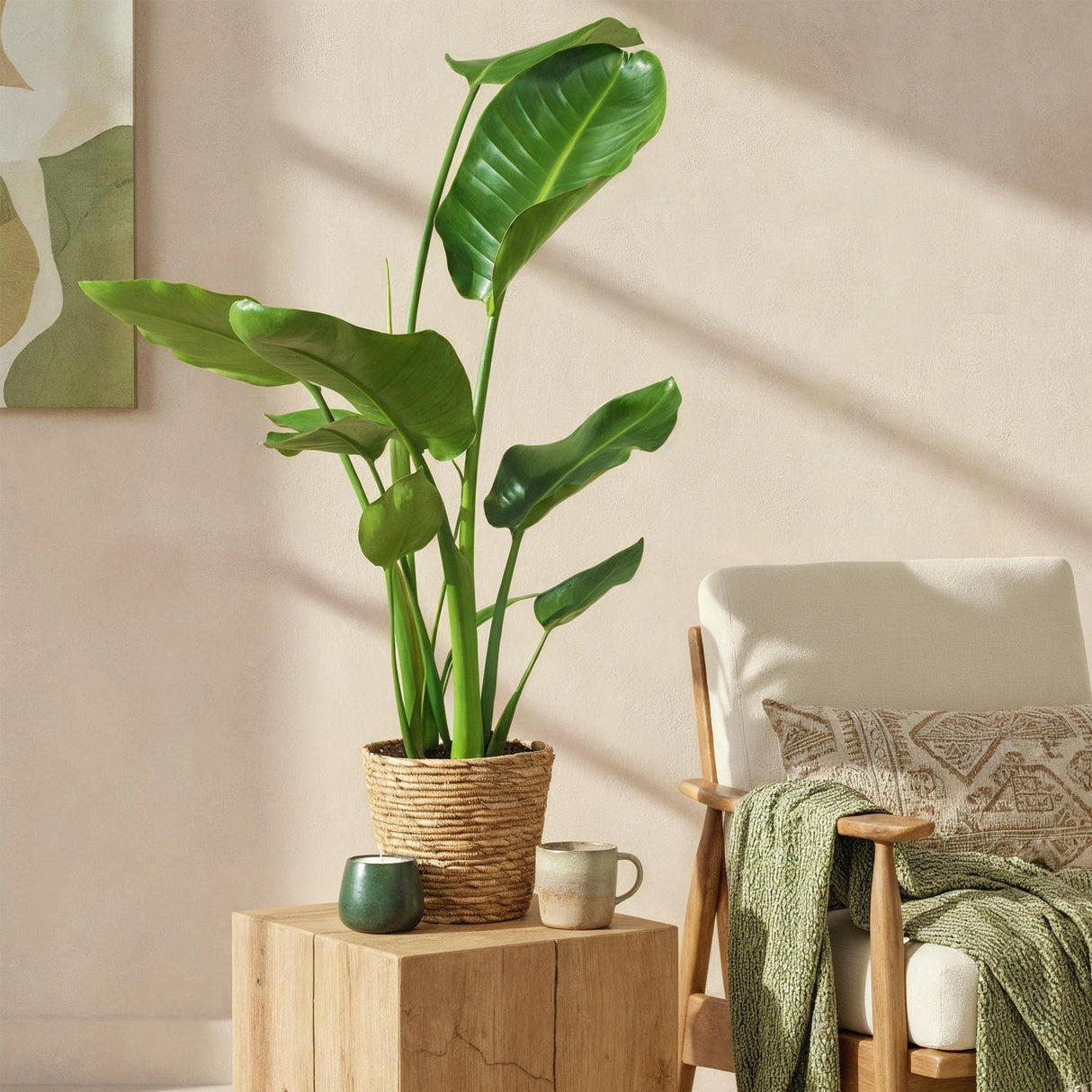 Livraison plante Strelitzia Nicolai et panier H80cm