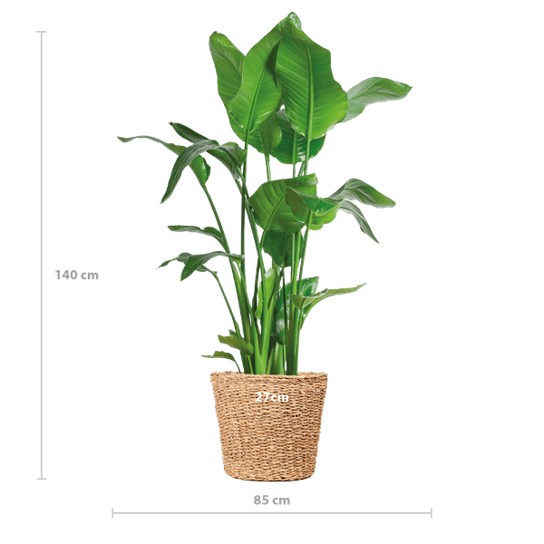 Livraison plante Strelitzia Nicolai XL et son pot