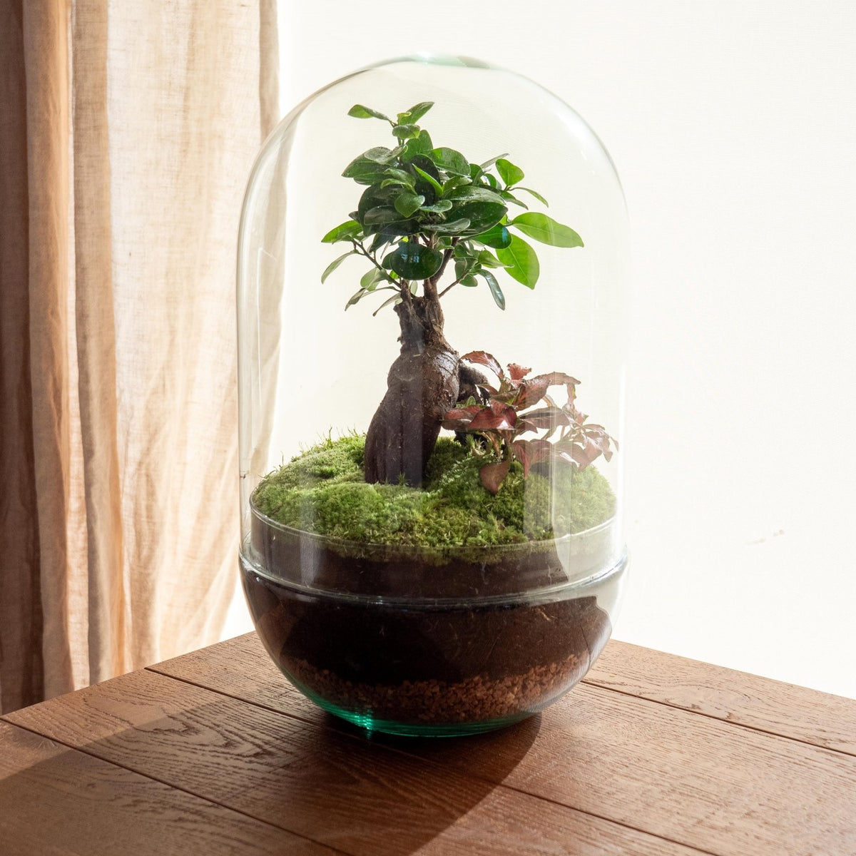 RIO -Terrarium Bonsai