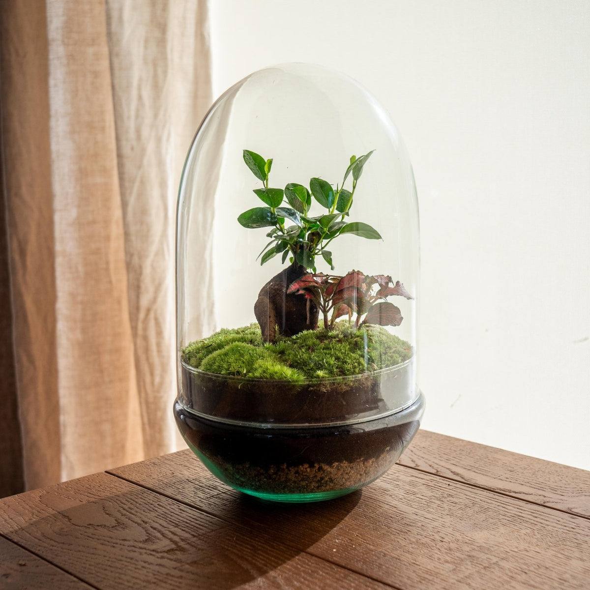 Terrarium unter Glocke. Wartungsfreie Geschenkidee