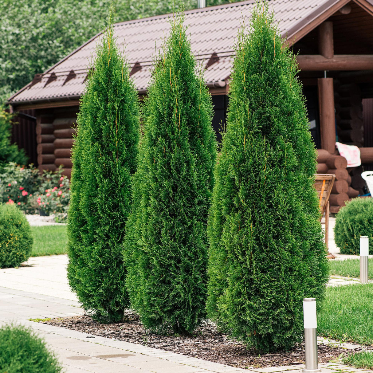 Livraison plante Thuja occidentalis Smaragd - Lot de 8 - Hauteur 30 - 35 cm