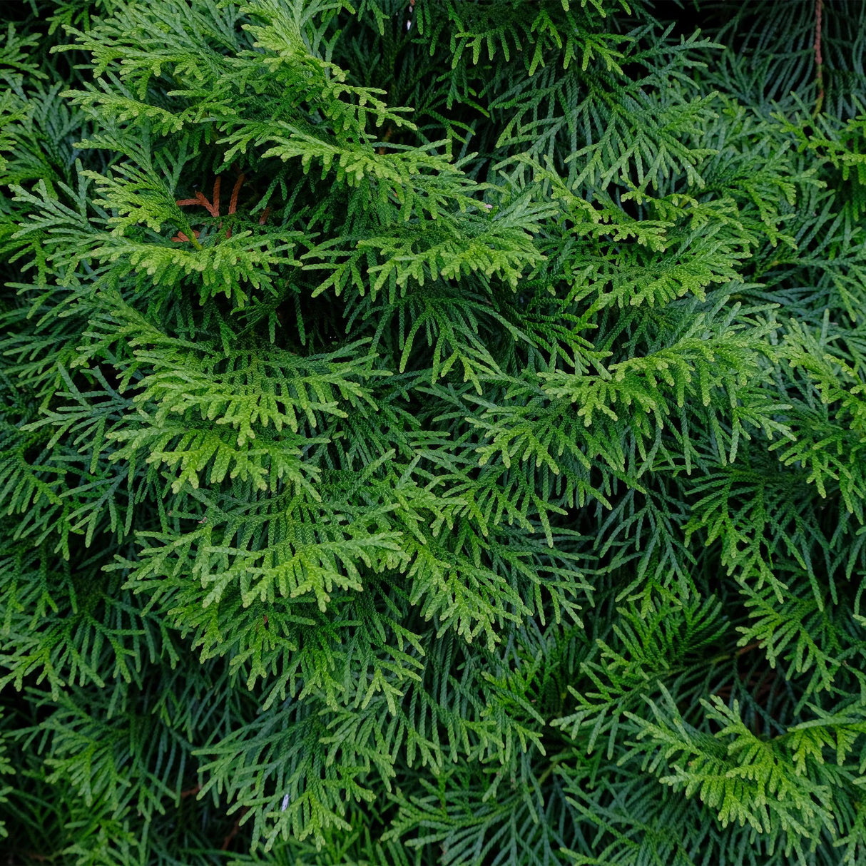 Livraison plante Thuja occidentalis Smaragd - Lot de 8 - Hauteur 30 - 35 cm