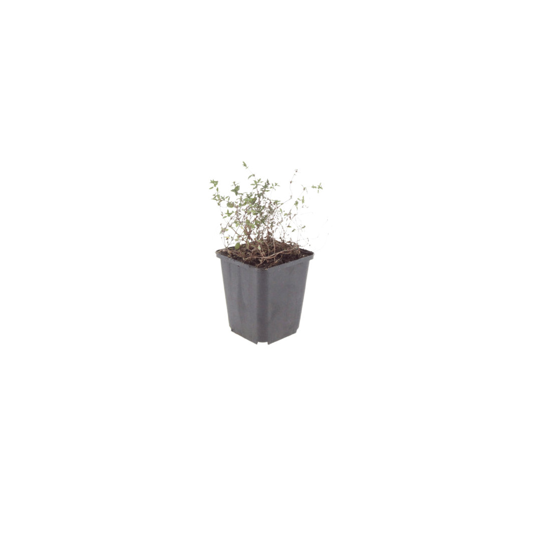 Livraison plante Thyms vulgaris