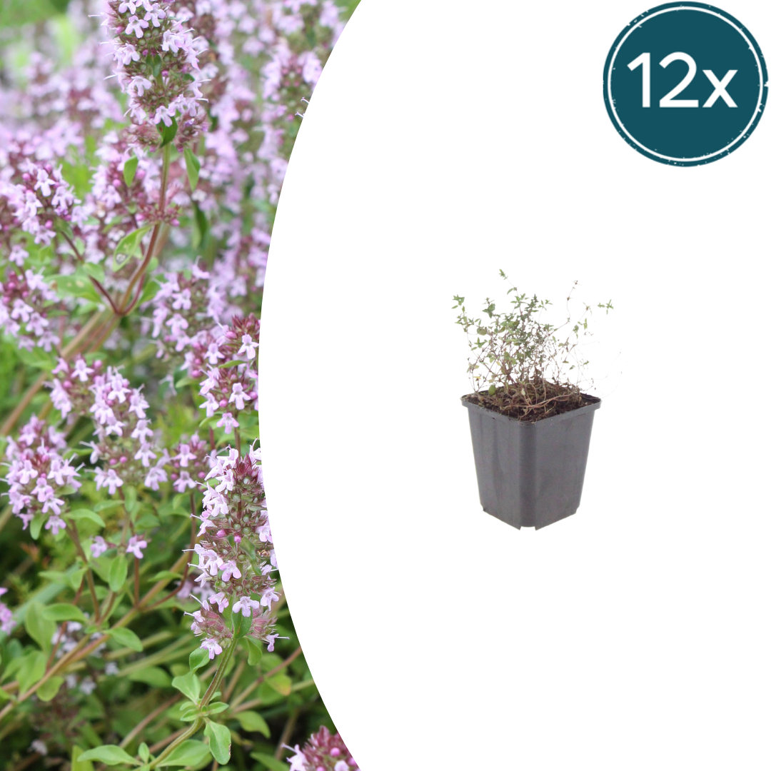 Livraison plante Thyms vulgaris