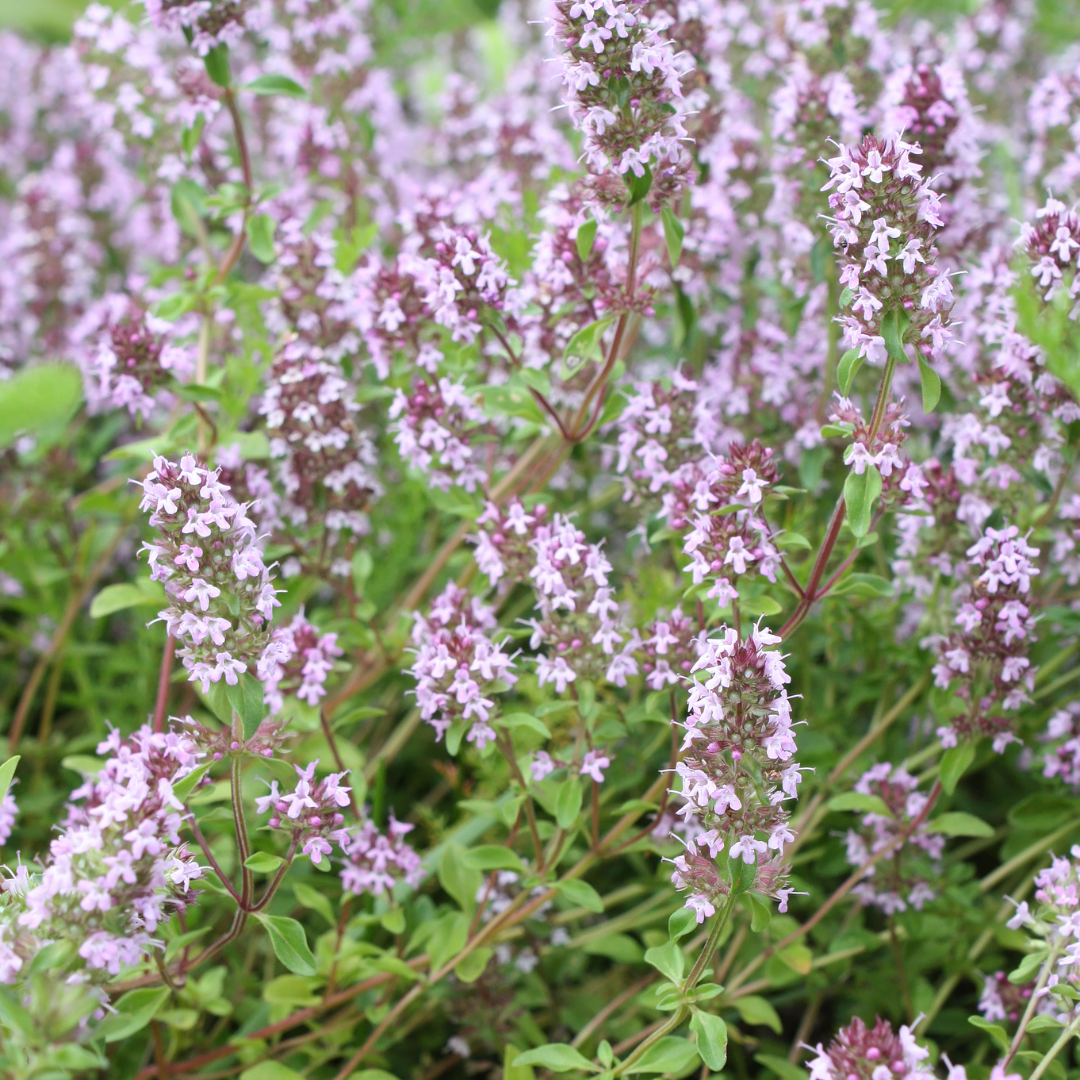 Livraison plante Thyms vulgaris