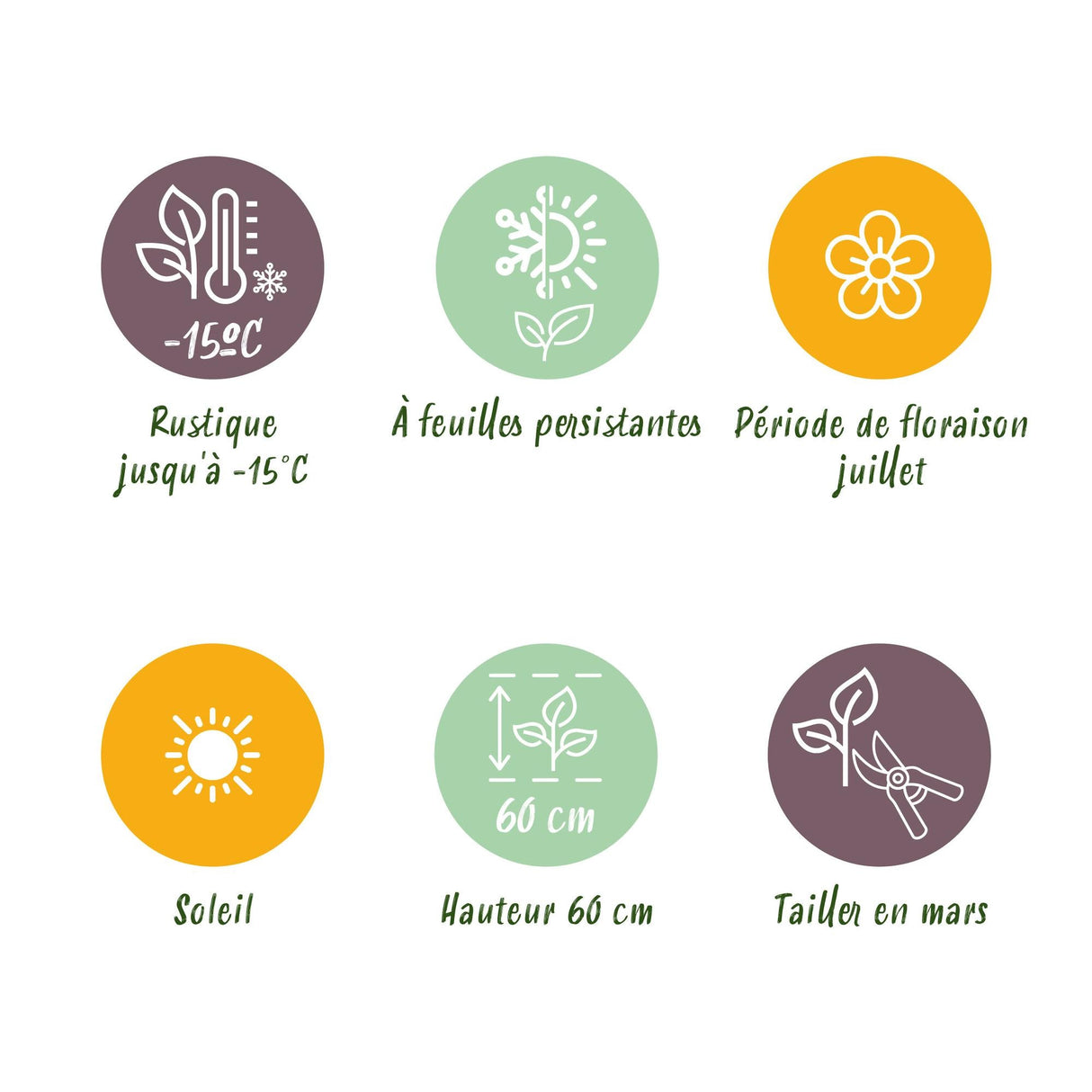 Livraison plante Uncinia rubra Everflame – Pot 17 cm – Hauteur 50 cm