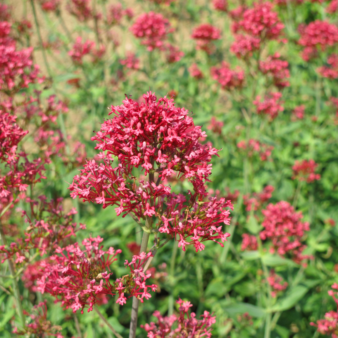 Livraison plante Valeriane rouge