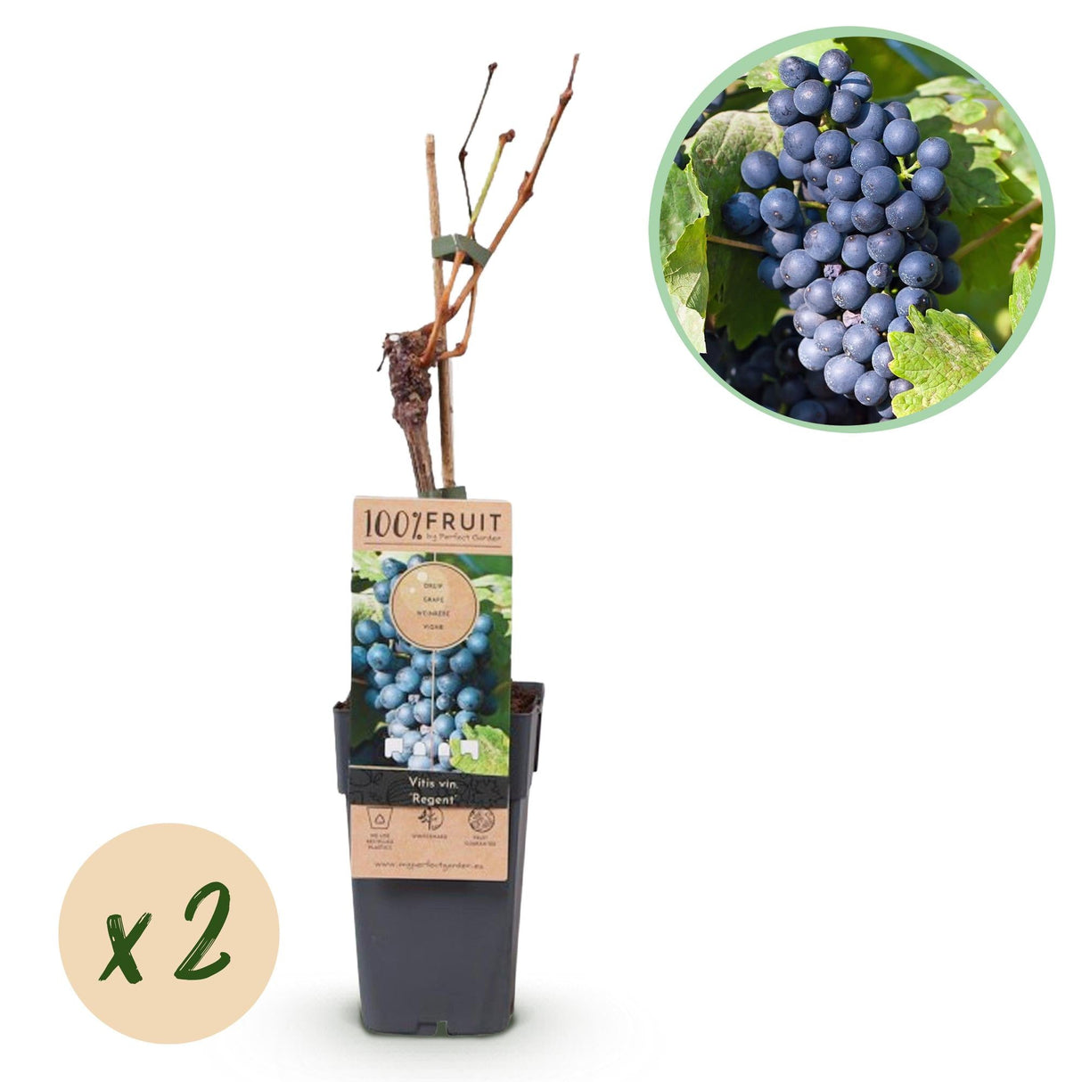 Livraison plante Vigne Regent – Lot de 2 – Pot 15 cm – Hauteur 50 cm