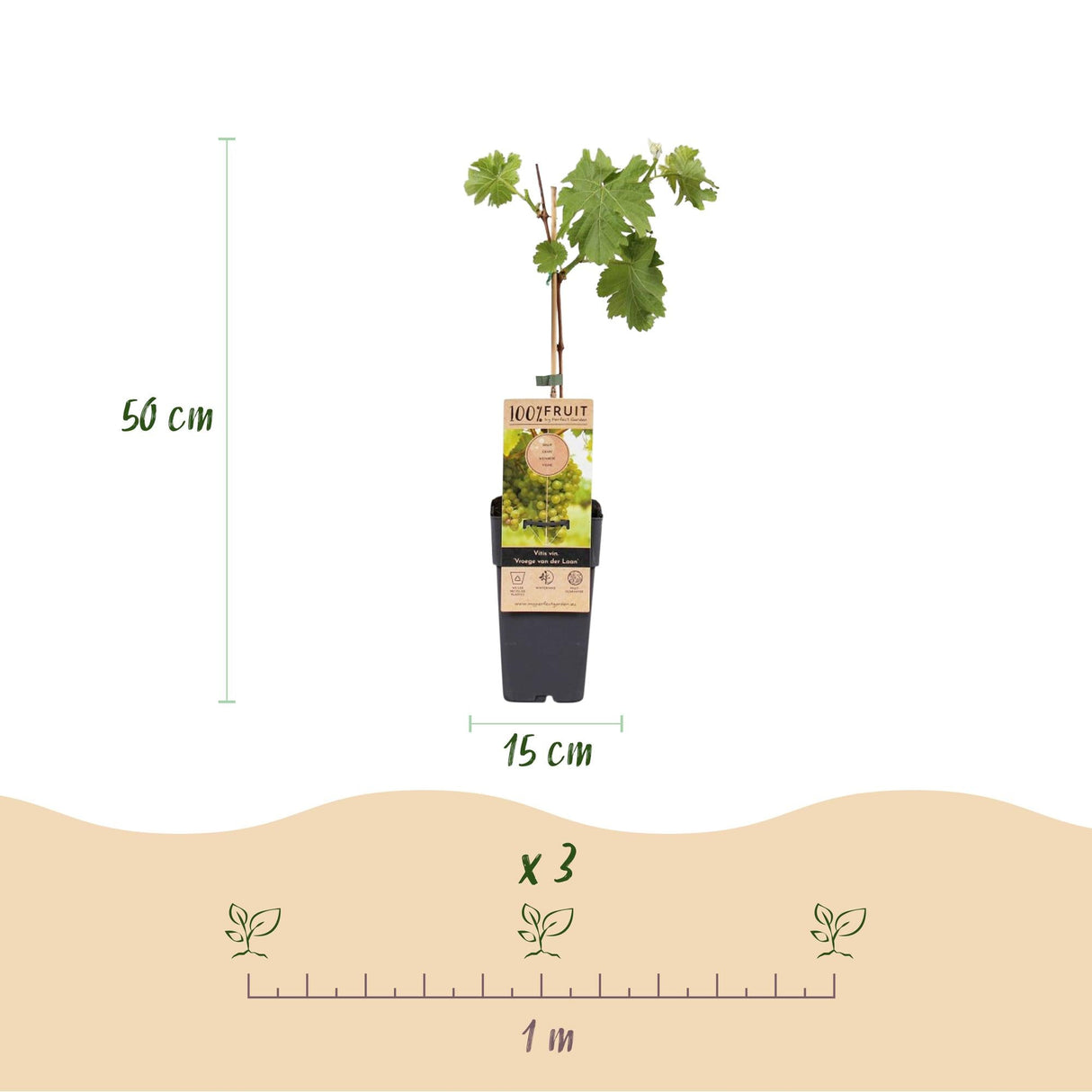 Livraison plante Vigne Vroege van der Laan – Lot de 2 – Pot 15 cm