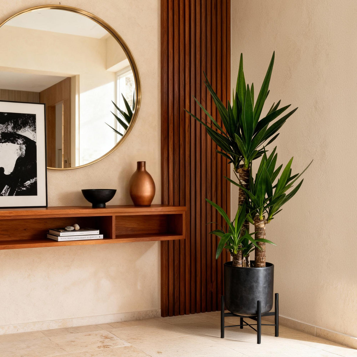 Livraison plante Yucca elephantipes