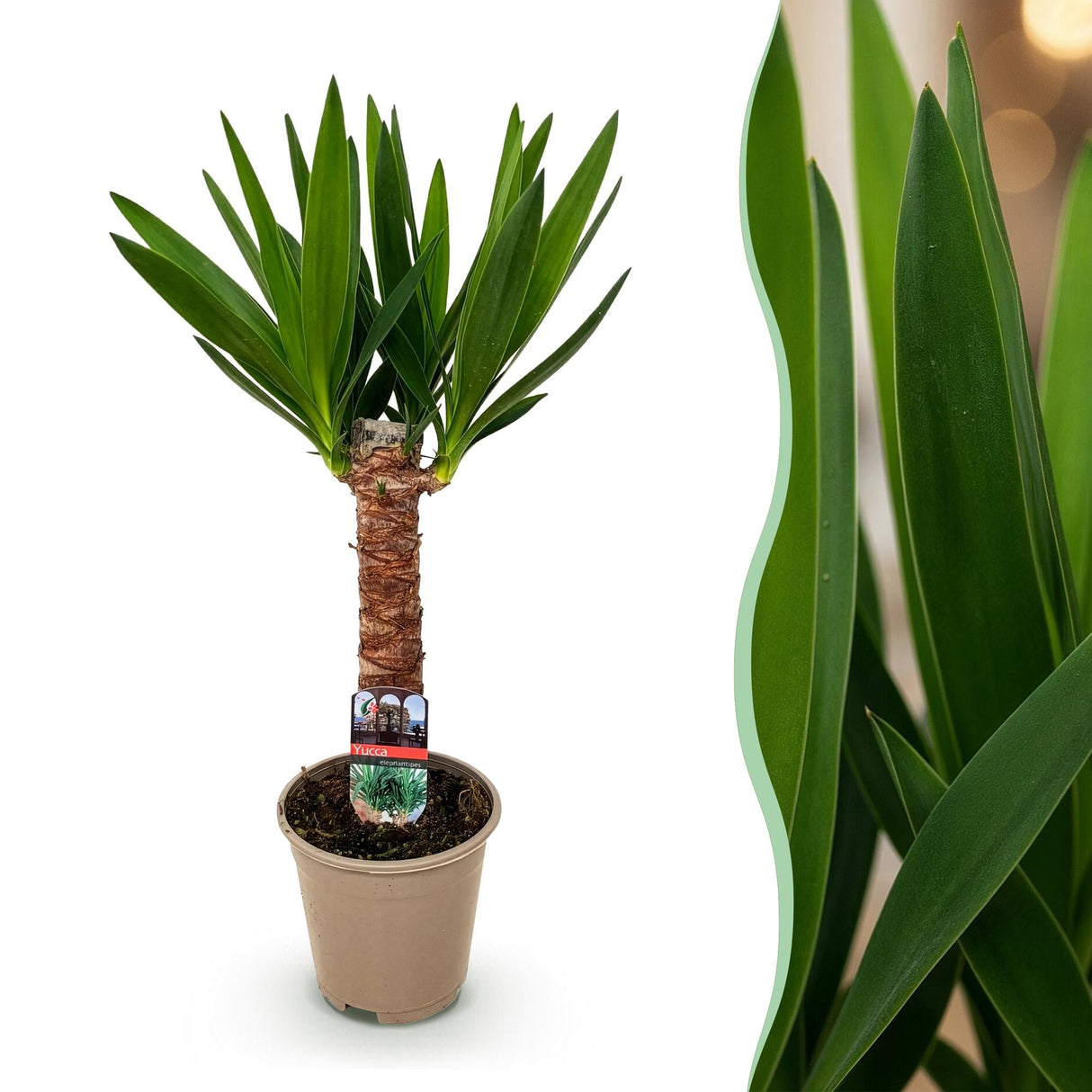 Livraison plante Yucca elephantipes d14cm H55cm