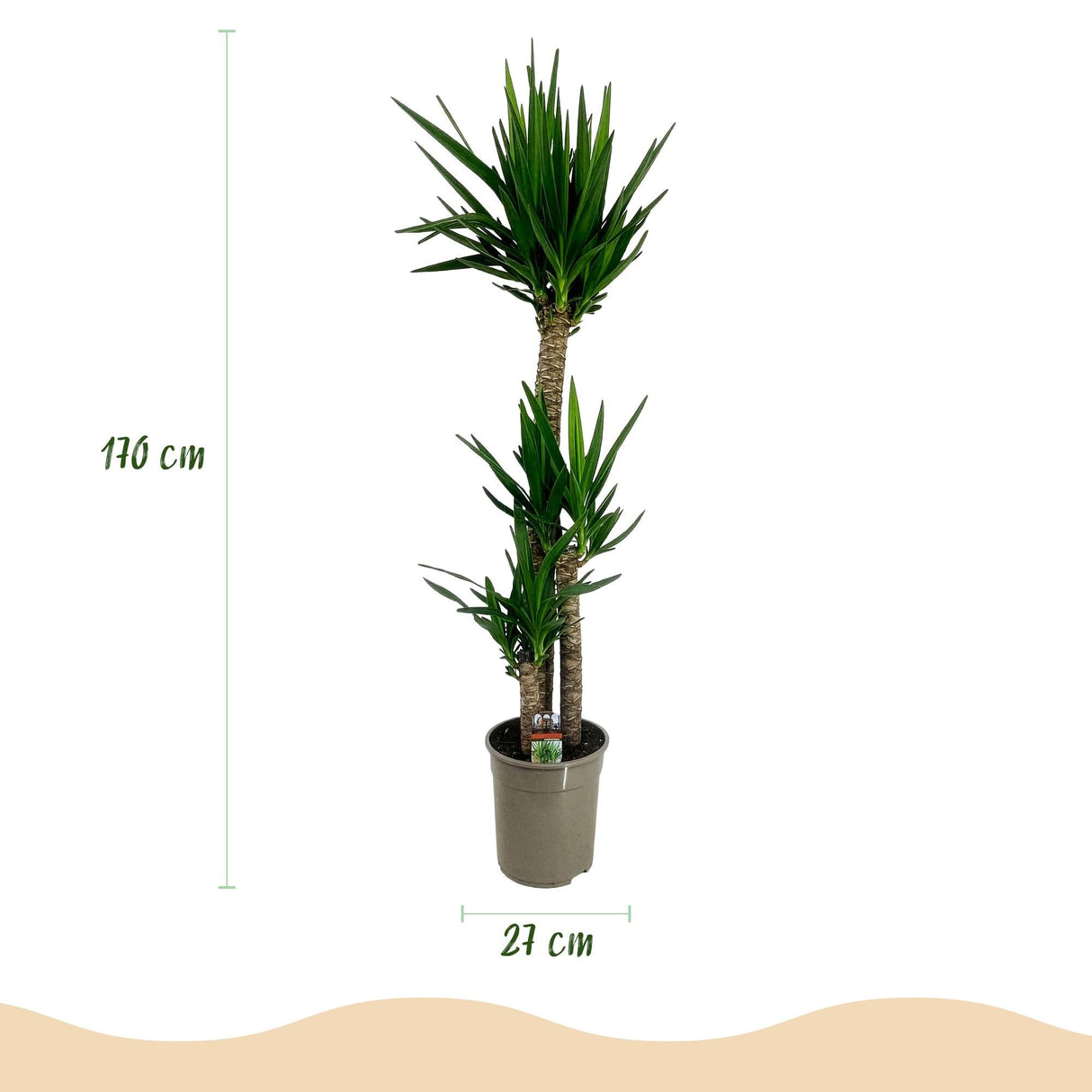 Livraison plante Yucca elephantipes d27cm H170cm