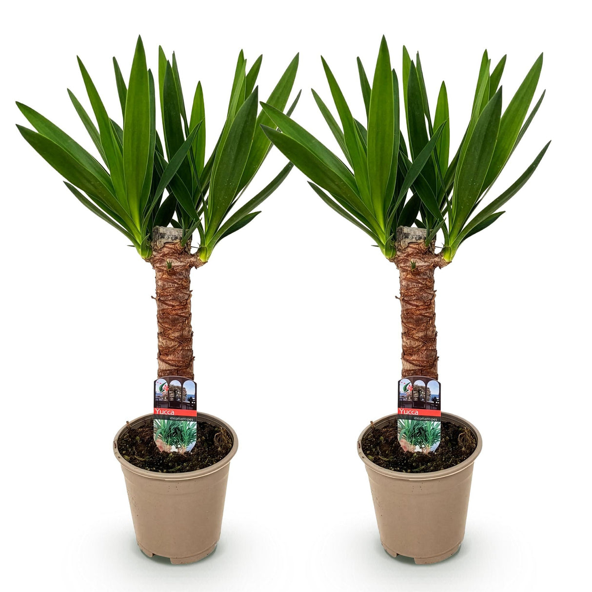 Livraison plante Yucca elephantipes – Lot de 2 – Pot 14 cm – Hauteur 55 cm